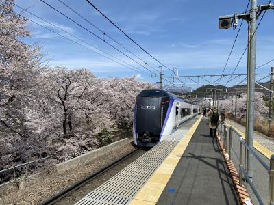 2022年4月　勝沼で花見