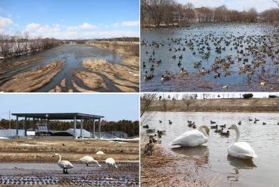 2022.4　ハクチョウの飛来で始まる道北の春　旭川市