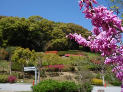 淡路ハイウエイオアシス裏の「花の谷」。県立淡路島公園。お花がいっぱい。よい散歩道です。