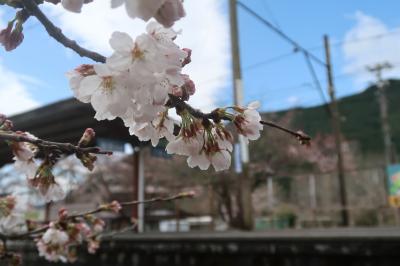 奥大井　駿河徳山＆家山　桜の季節に