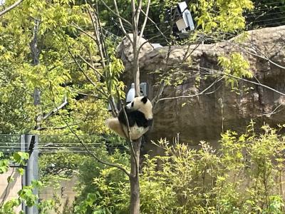 双子パンダ in 上野動物園