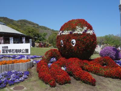 明石海峡公園で花に囲まれる。