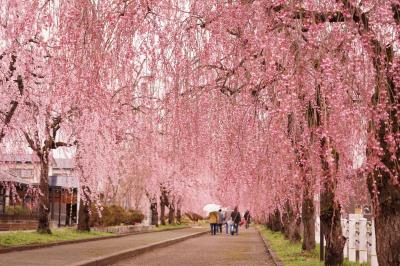 福島桜巡り　その６