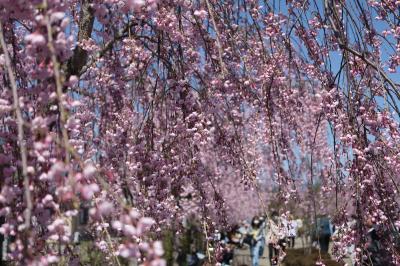 ◎追いかけて「桜」（1）喜多方、北上