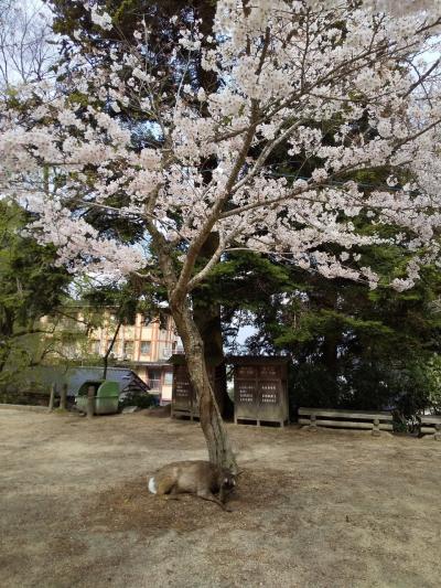 2021年3月　桜満開宮島旅♪