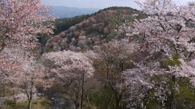 桜を追っかけて~ひたすら上へ上へ～の吉野山