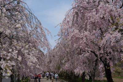 枝垂桜咲く蔵の街へ