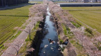 2022 鳥羽川の桜を川から眺めてきました