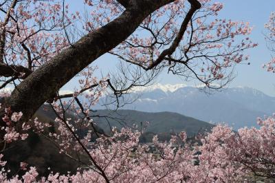 中央アルプスと桜満開の高遠城址公園