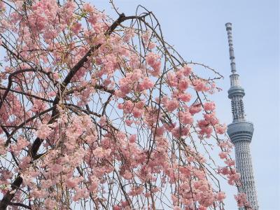 東京桜めぐり　新宿御苑・隅田公園・牛嶋神社で御朱印も