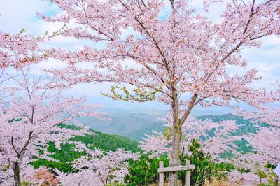 山全体がピンクに覆われる光景が見たくてcherikoさんと吉野山へ！ ＜後編＞満開の奥千本の桜風景☆金峯山寺＆吉水神社見学