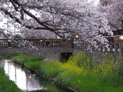 近場でちょこっと桜と春の花