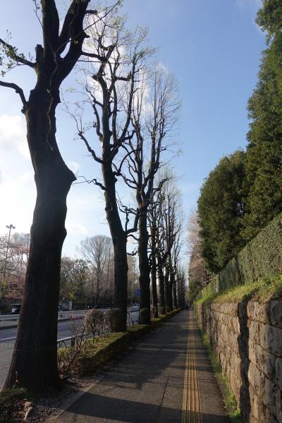 【東京良爺散歩　Tokyo Easy Sampo　春の港区】パワーをもらいに赤坂御用地あたりの散歩の巻