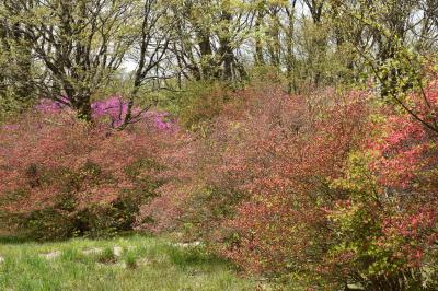 那須高原の八幡つつじ群落