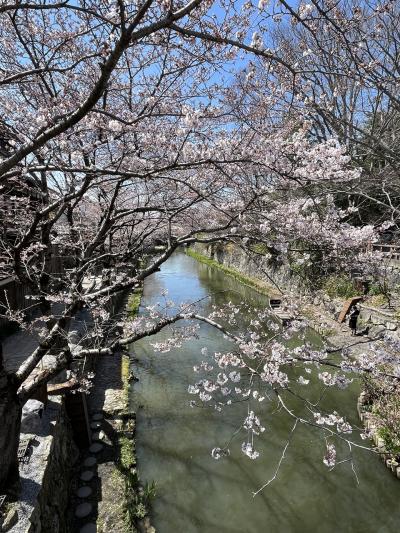 八幡堀の桜と美味しいものに夢中