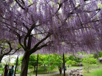 4歳子連れ　かざはやの里（藤の花）　三重　2022