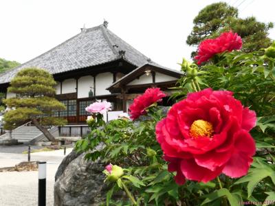 「光明寺」のボタン_2022_綺麗に咲き始めて、見頃の始まりです（栃木県・足利市）