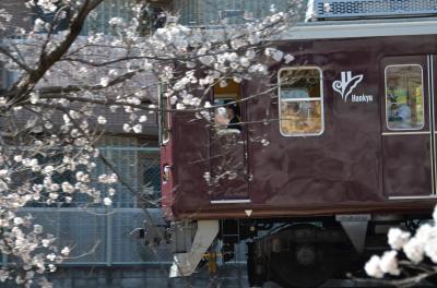 今年（令和４年）も、近辺の桜を見に行きました。（武庫川・夙川・阪神競馬場編）