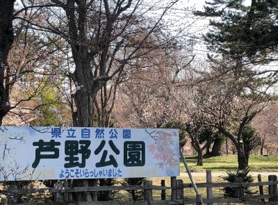 桜満喫　マダムの春旅イン弘前⑥　２日目の１　弘前駅～芦野公園