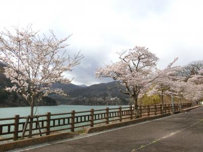 群馬へ！その⑤さらに桜を追って赤谷湖へ。