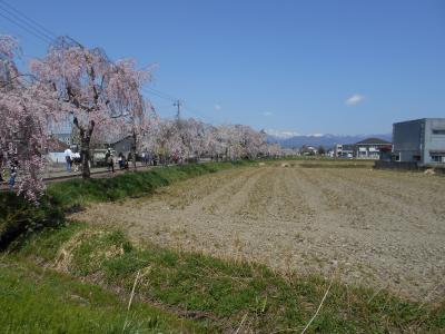 会津東山温泉に泊まり、喜多方市の日中線シダレザクラを愛でる(その1)