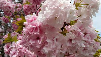新宿御苑は花盛りです。八重桜、つつじ、チューリップ、若楓、うこん桜も見頃でした。