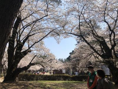 桜満喫　マダムの春旅イン弘前⑩　３日目の１　弘前公園