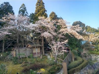 京の奥座敷　湯の花温泉　京YUNOHANA RESORT　翠泉で　お花見