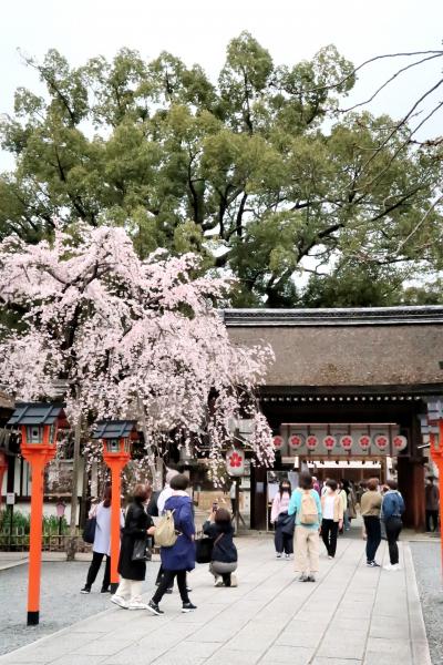 5年振りの京都桜めぐり3日目