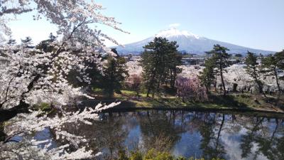 chokoっと散歩～北国に春がやってきた!!弘前の桜も満開。岩木山とのコラボはやっぱり最高!!～
