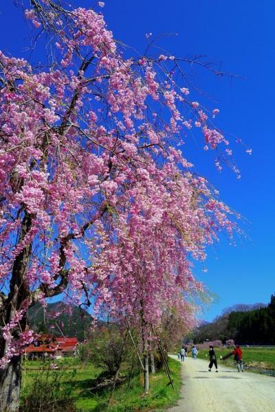 桜街道☆バタ電に乗りに行ったけど他のも素晴らしかった旅