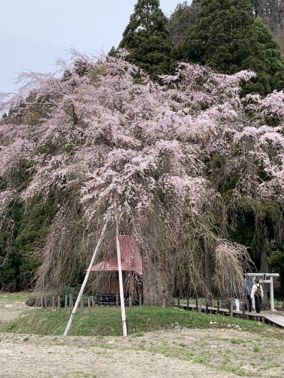 おしら様の枝垂れ桜を見に行く