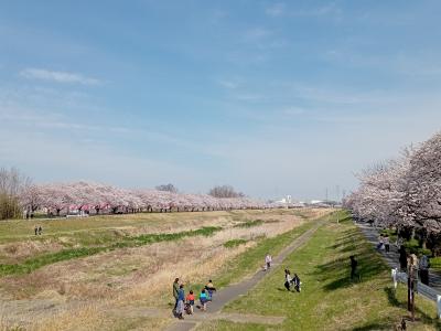 埼玉２０２２桜　【４】こだま千本桜