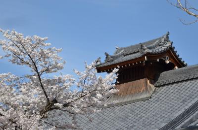 今年（令和４年）も、近辺の桜を見に行きました。（清荒神・宝塚南口・宝塚歌劇場編）