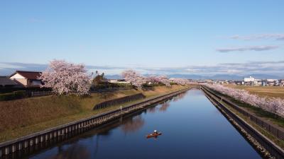 2022 出勤途中に飛島村で川から桜を眺める