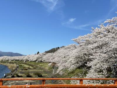 角館の桜並木　武家屋敷と桧木内川