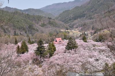 長野県の高遠城址公園で天下第一の桜を愛でる