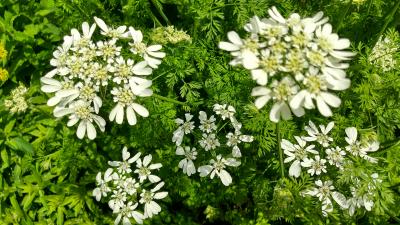 浜名湖春の花リレーとホテルステイ