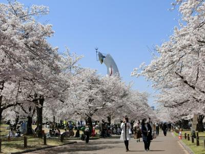 大阪万博記念公園・自然文化園で「桜三昧の一日」を過ごし、日本庭園で「心字池＆築山」の静かな景色を眺めながら心を清める。（2022）