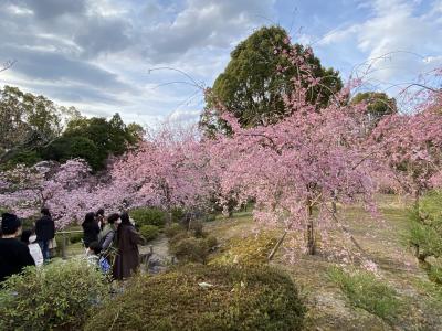2022年４月　花見に京都　nol kyoto sanjou １泊２日