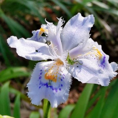 2022年4月　馬場花木園のお花(4/9)