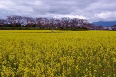 藤原宮跡（菜の花）＆馬見丘陵公園（チューリップ他）＆竜田公園（サクラ）