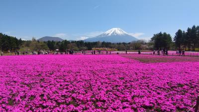 富士芝桜まつり