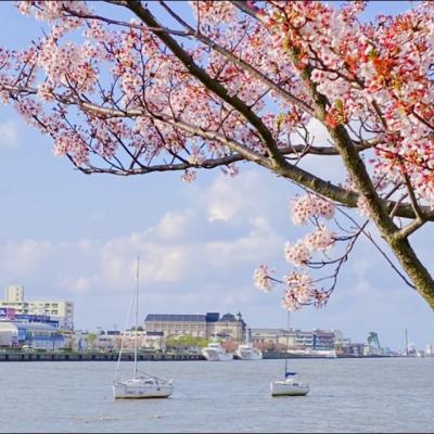 ライブ遠征で初訪の新潟は楽しすぎた！お酒もごはんも街も最高！