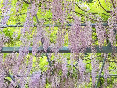 鹿児島天文館センテラス・イタリアンランチ・和気神社の藤棚・犬飼滝