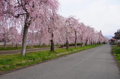 桜旅 ('22/04 No1 御殿場~大内宿~日中線のしだれ桜並木)