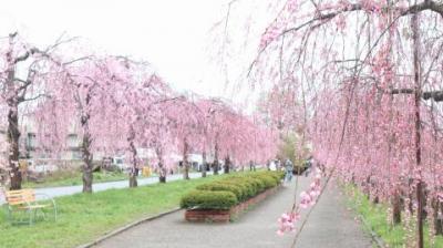 福島県　桜巡り　②喜多方　