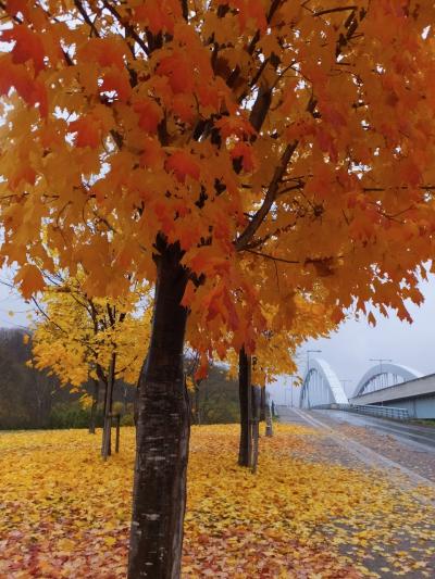 どこかにマイルで旭川。２日目。寒空と鮮やかな紅葉。北彩都４時間の街歩き。