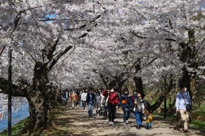満開の桜の弘前城