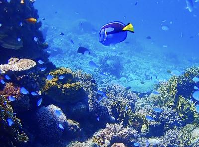 タイさんの沖縄の旅5日目(2021/10/9)座間味島5日目 可愛いサンゴとお魚が一杯の安慶名敷島